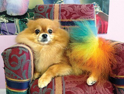 Cupcake rainbow tail dog
