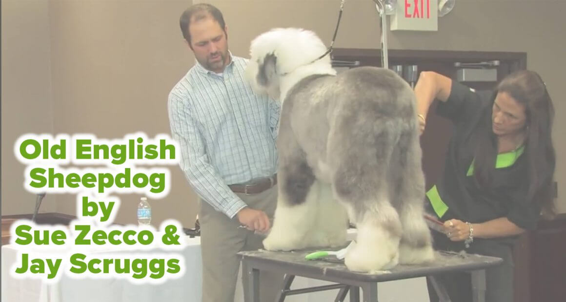 Old English Sheepdog by Sue Zecco & Jay Scruggs