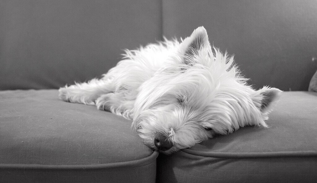 Grooming Elderly Pets Groomer to Groomer