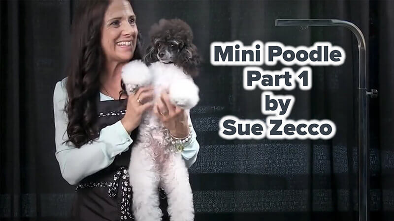 Mini Poodle Part 1 by Sue Zecco