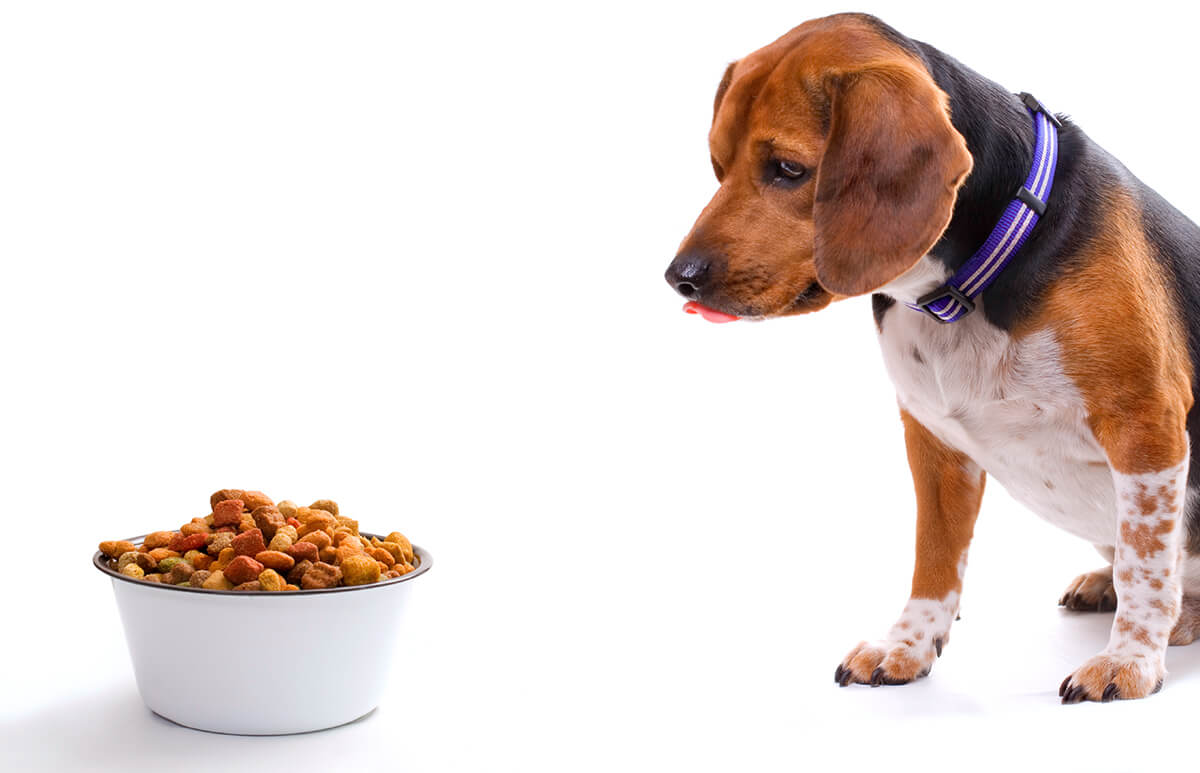 Dog food hot sale direct coupon