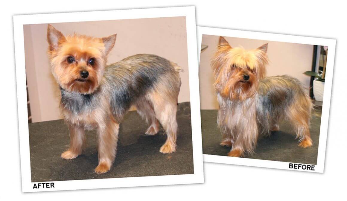 Yorkie hair hot sale loss
