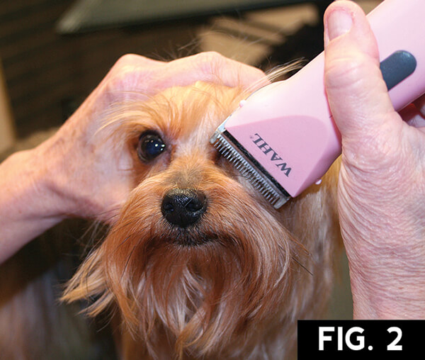 Yorkie: Short Trim  Groomer to Groomer - Pet Grooming 