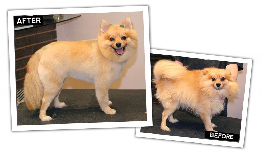 Pomeranian Clipper Vacuum Trim Groomer to Groomer