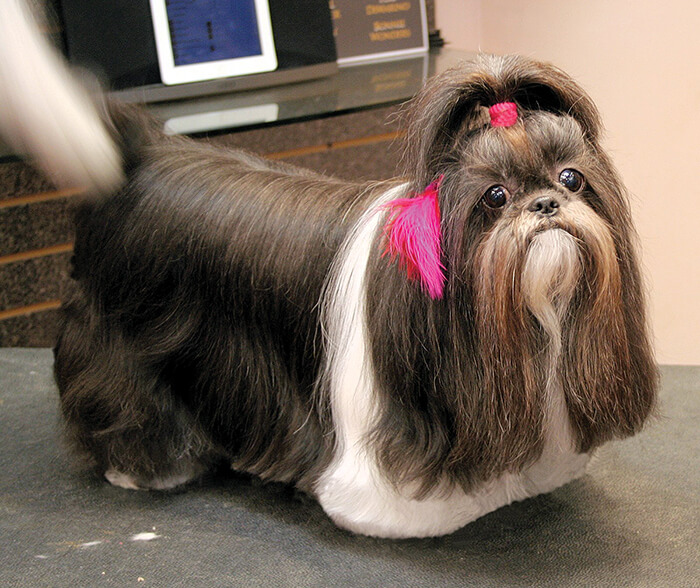 Pet Shih Tzu Drop Coat - Groomer to Groomer