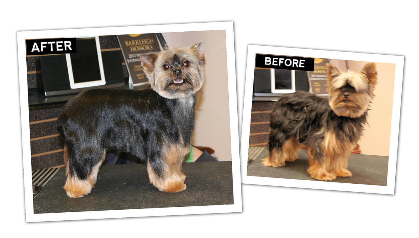 Yorkie Pet Trim With Round Head Groomer to Groomer