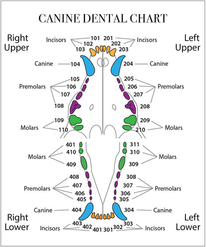 Chihuahua Teeth Chart