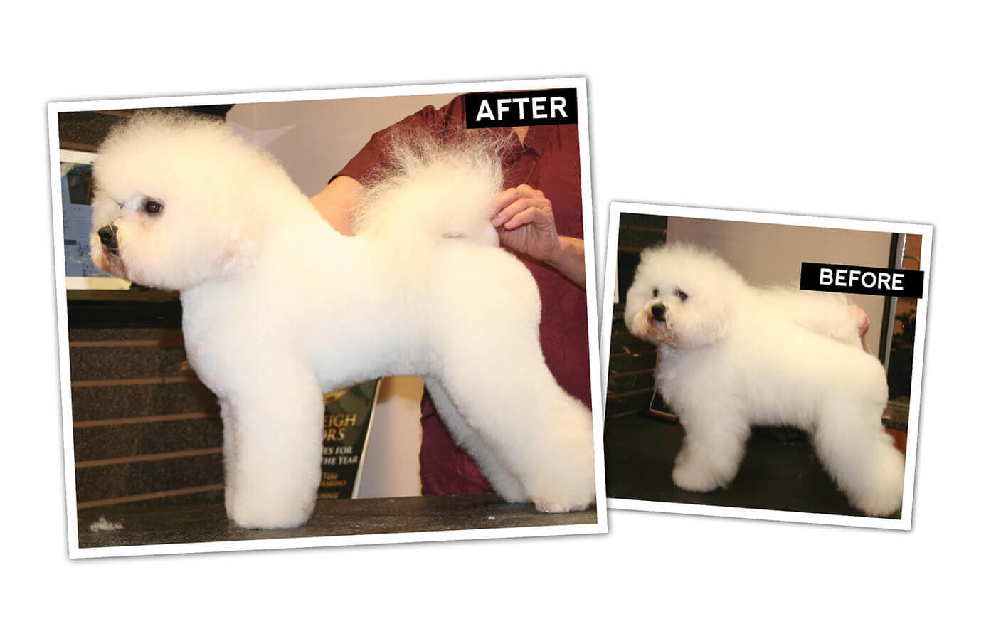 Bichon frise discount grooming kit