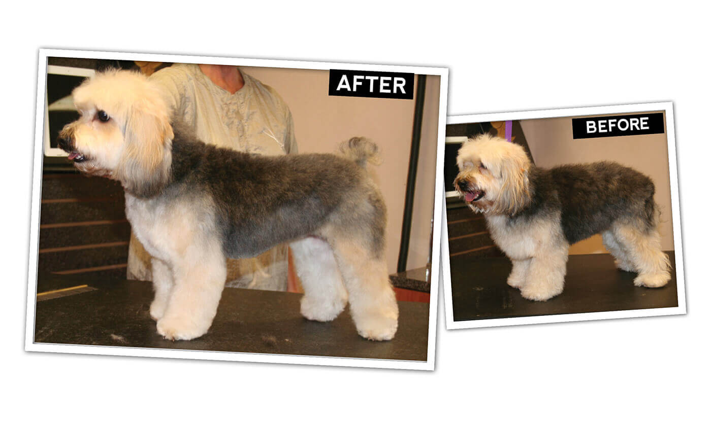 Yorkie shop poo grooming