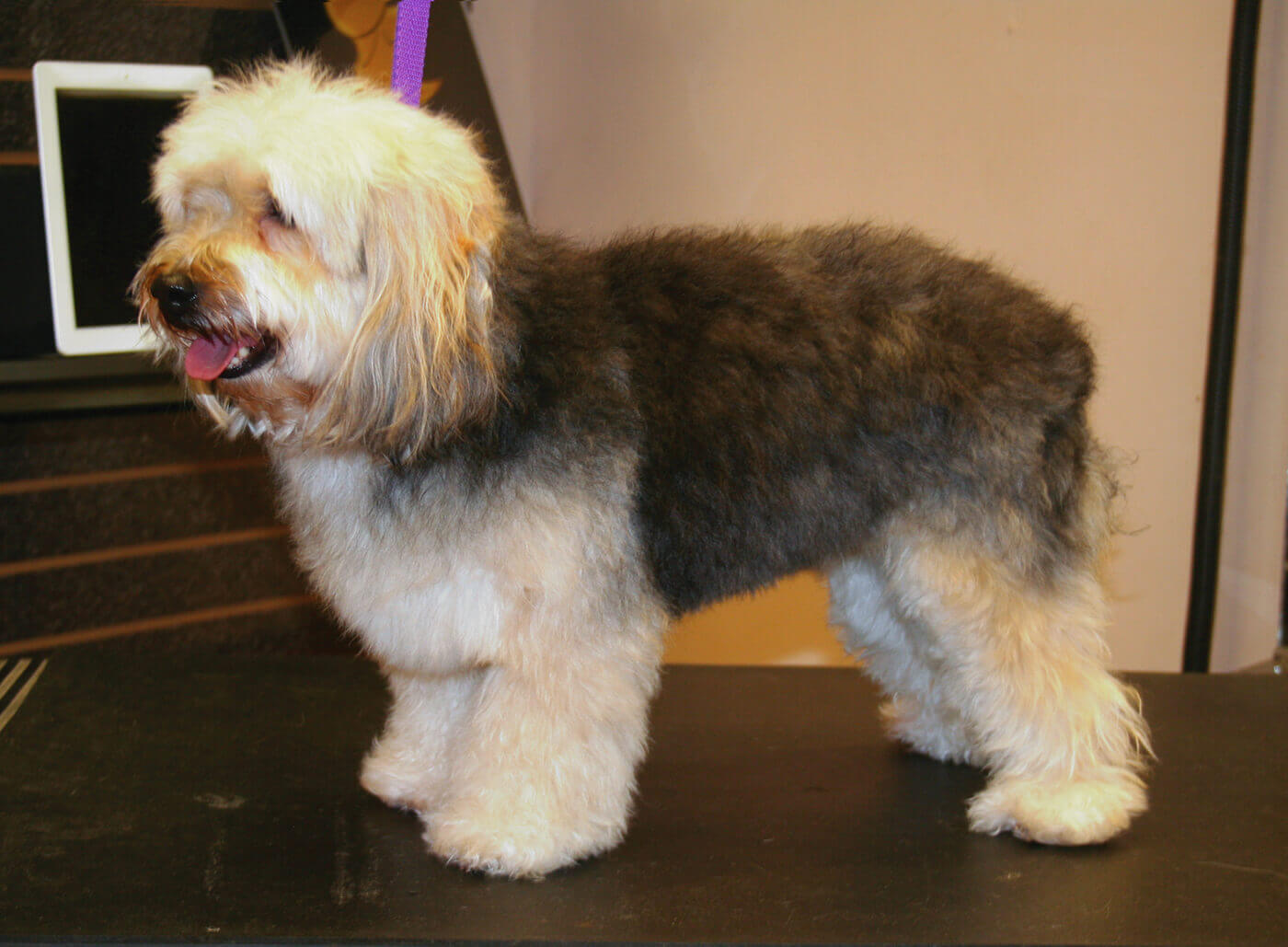 Yorkie-Poo | Groomer to Groomer - Pet Grooming News ...