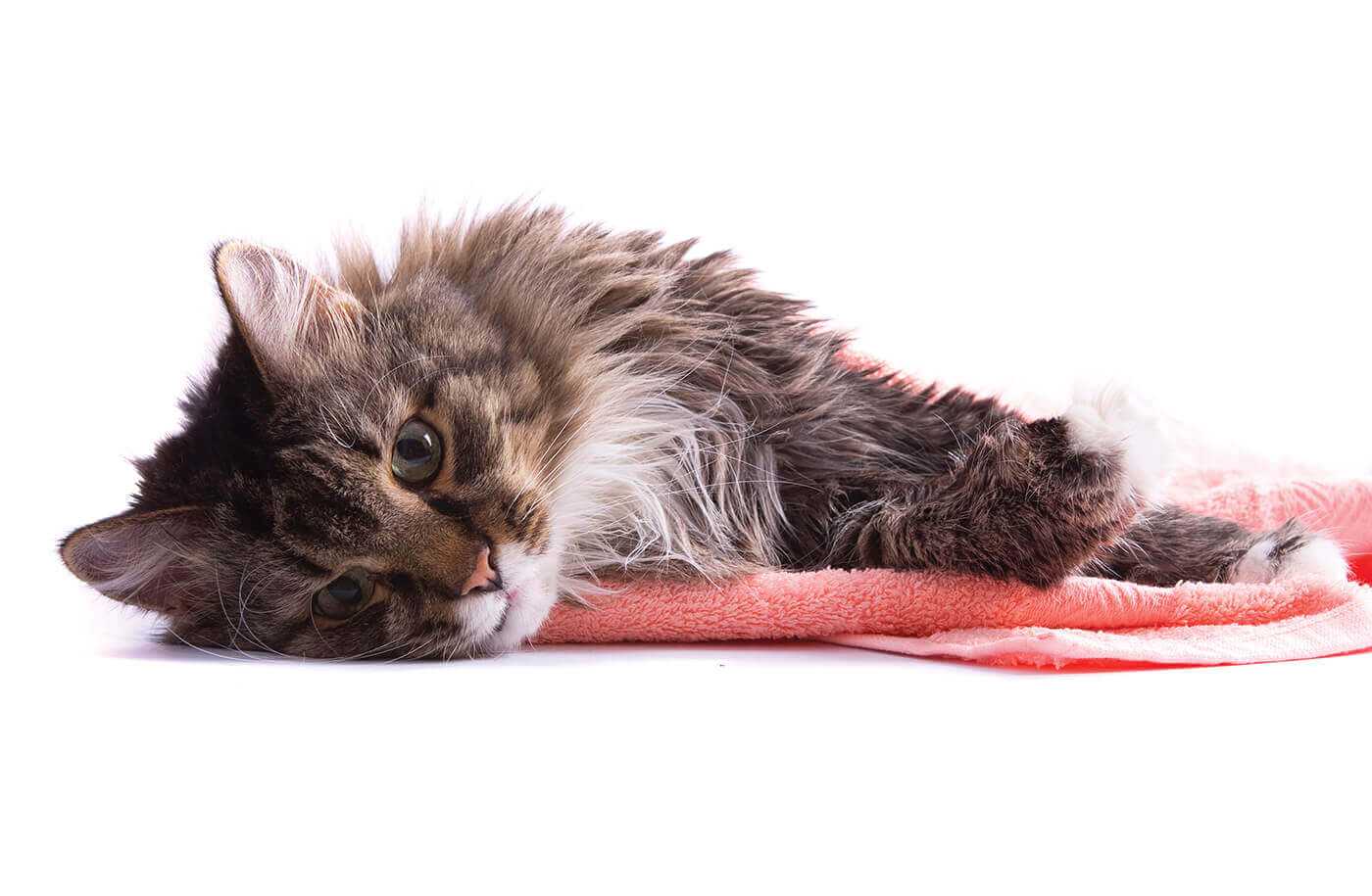 Лежат или лижат. Кот лежит фото. Шерсть кота. Кошка в полотенце на белом фоне. Кошка лежит полотенце.