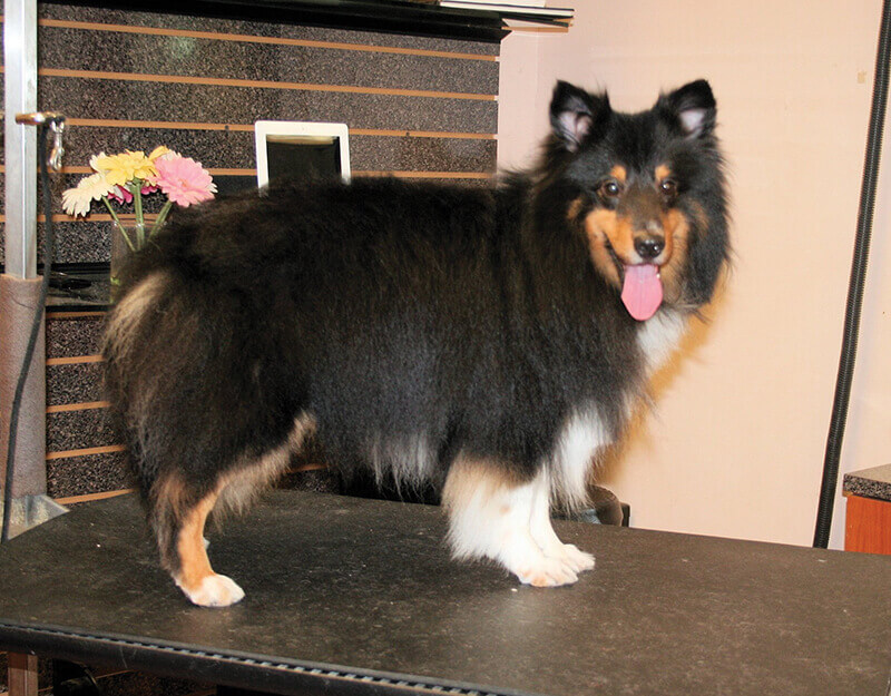 Sheltie Pet Trim Groomer To - Sheltie Haircut Sheltie Pet Trim Groomer To - Sheltie Haircut