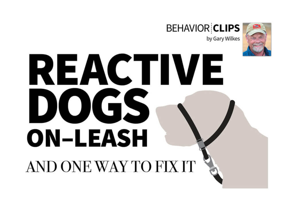 Reactive Dog OnLeash and One Way to Fix It Groomer to Groomer