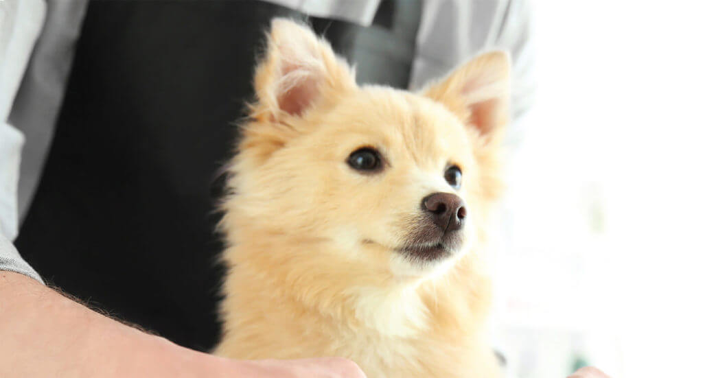 Atlanta Pet Fair & Conference Sees Continued Growth Groomer to Groomer