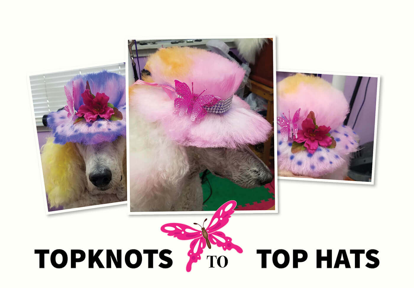 Topknots To Top Hats Groomer to Groomer