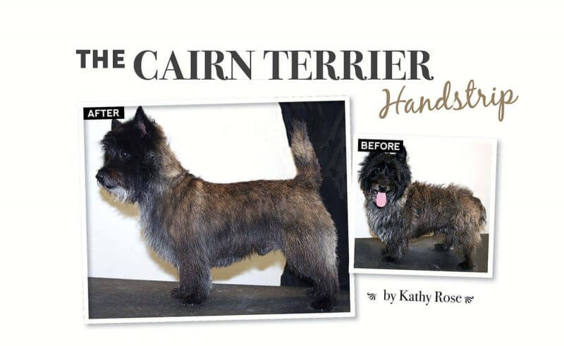 the cairn terrier handstrip article