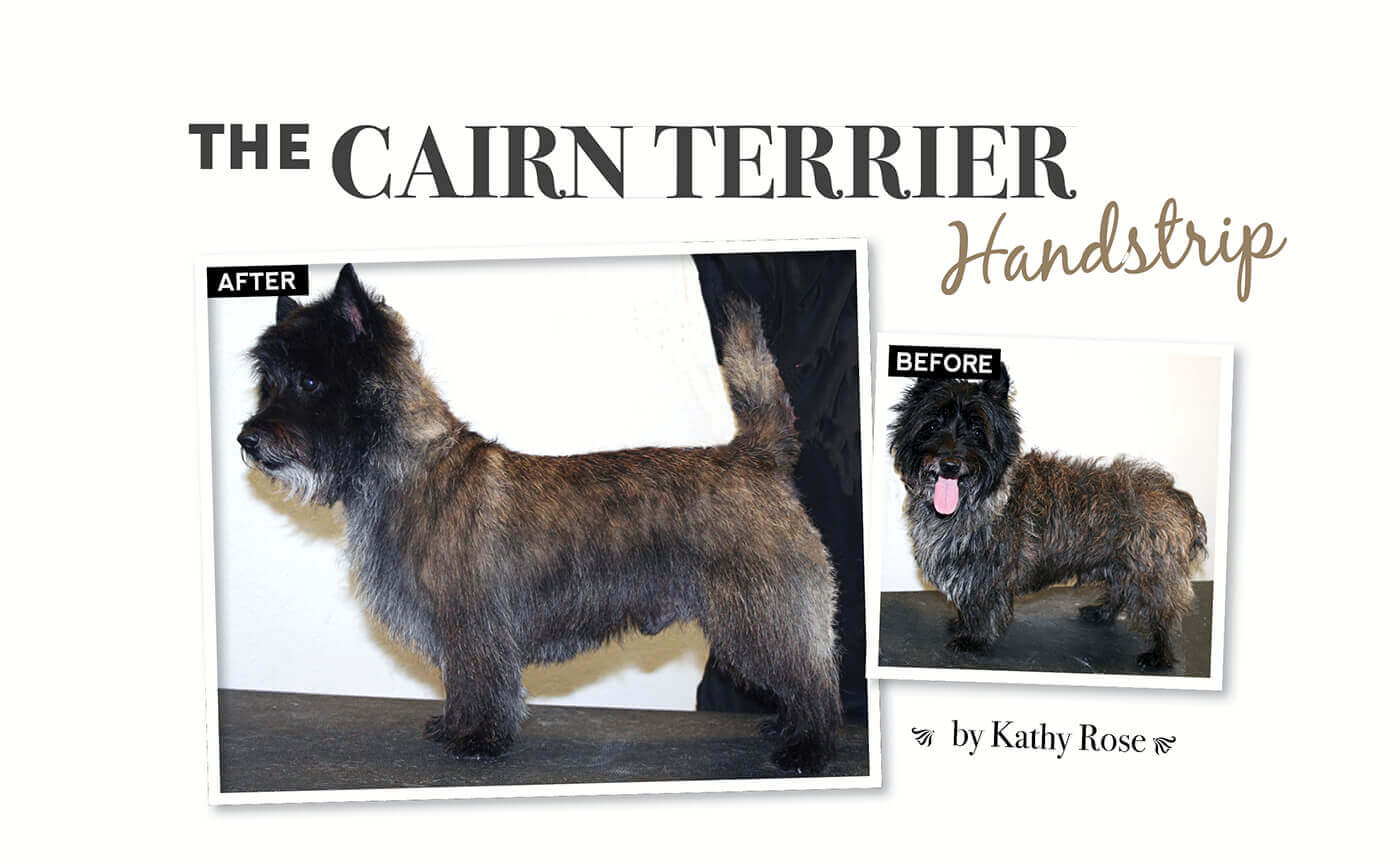 the cairn terrier handstrip | groomer to groomer - pet