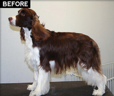 english springer spaniel before