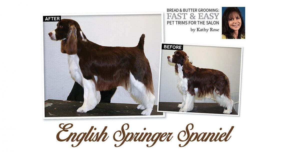 English Springer Spaniel