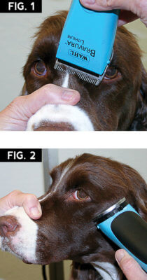 springer spaniel fig 1-2