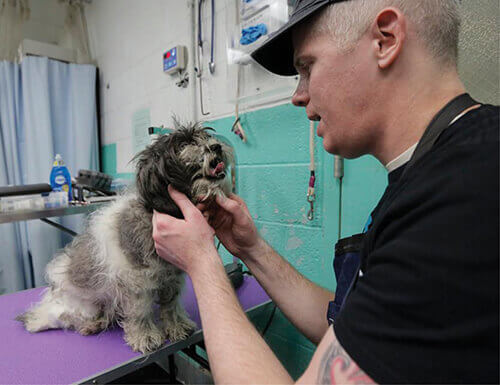 Imhof assessing a dog on grooming table