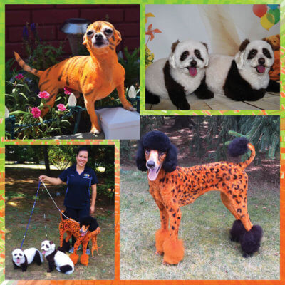 creative dogs cheeta and pandas