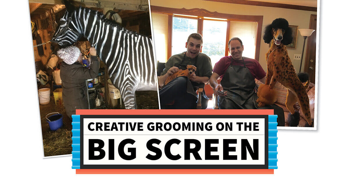 Sonnen Productions Show Grooming DVD Bichon Frise Matt Hughes willing to trade SpongeBob for Chael Sonnen on The