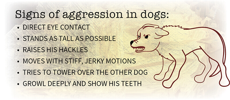 signs of aggression