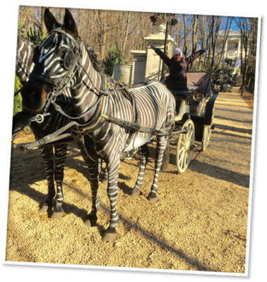 horses as zebra and carrage