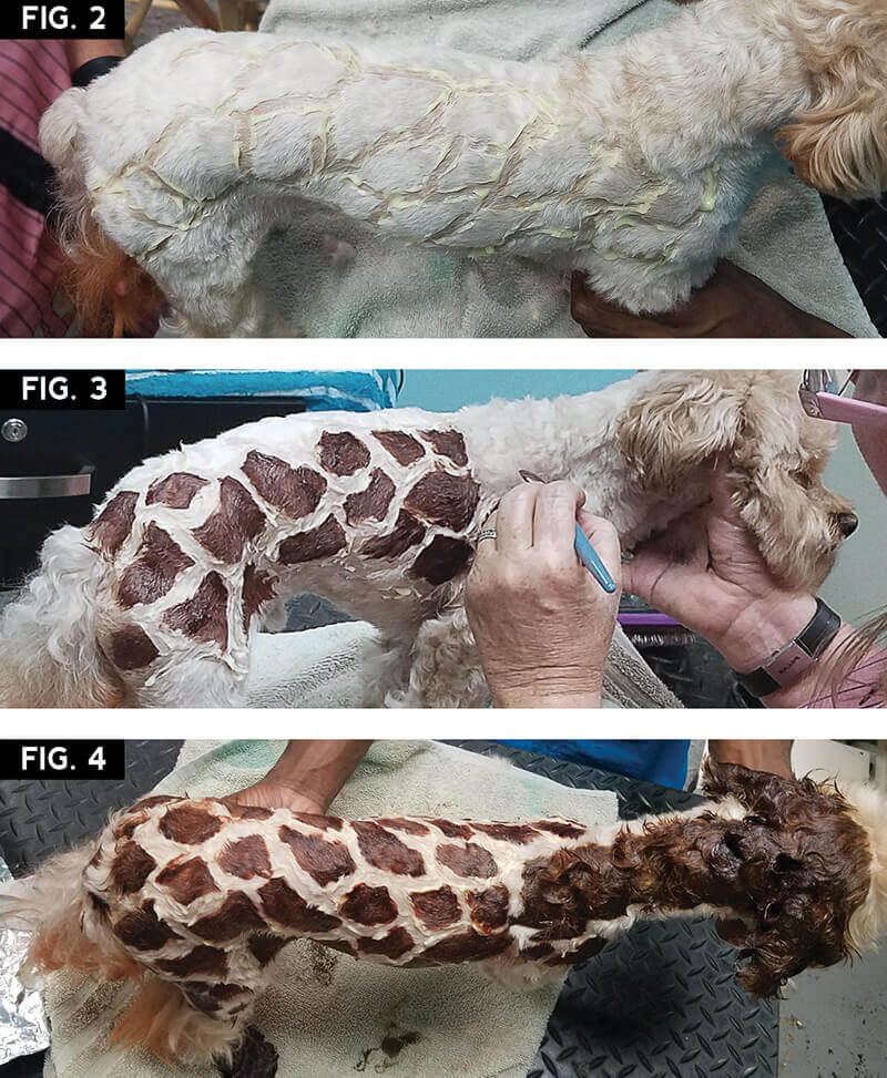 figures 2 - 4 of toy poodle as a giraffe