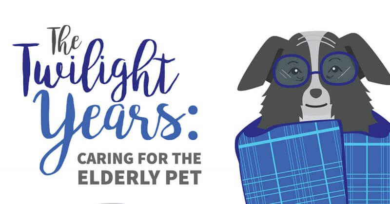The Twilight Years: Caring For The Elderly Pet