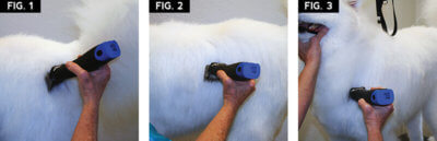 samoyed-1-3