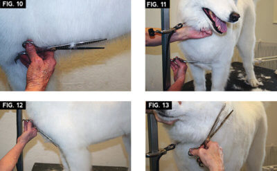 samoyed-10-13
