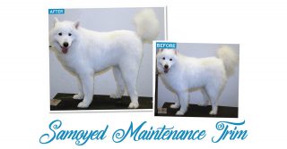 samoyed maintenance trim