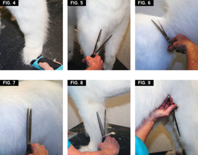 samoyed-4-9