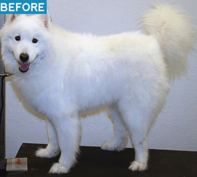 samoyed before