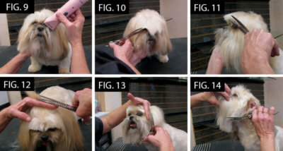 shih tzu fig 9-14