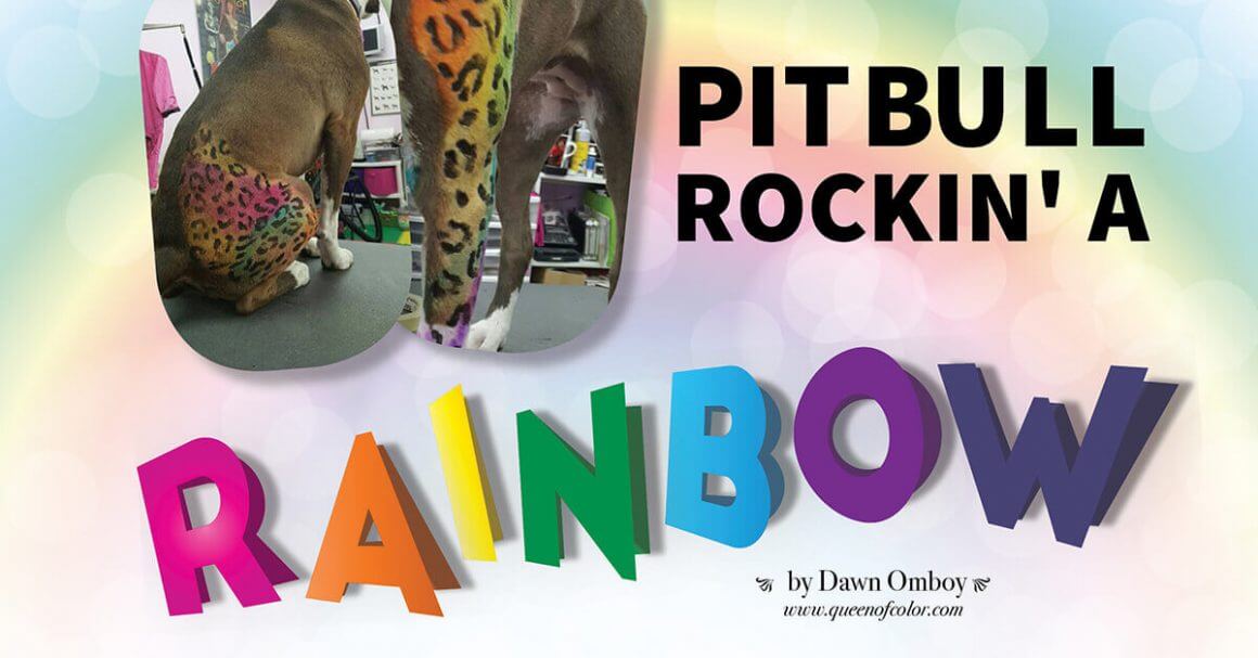 Pit Bull Rockin' A Rainbo