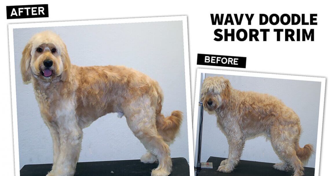 Wavy Doodle Short Trim