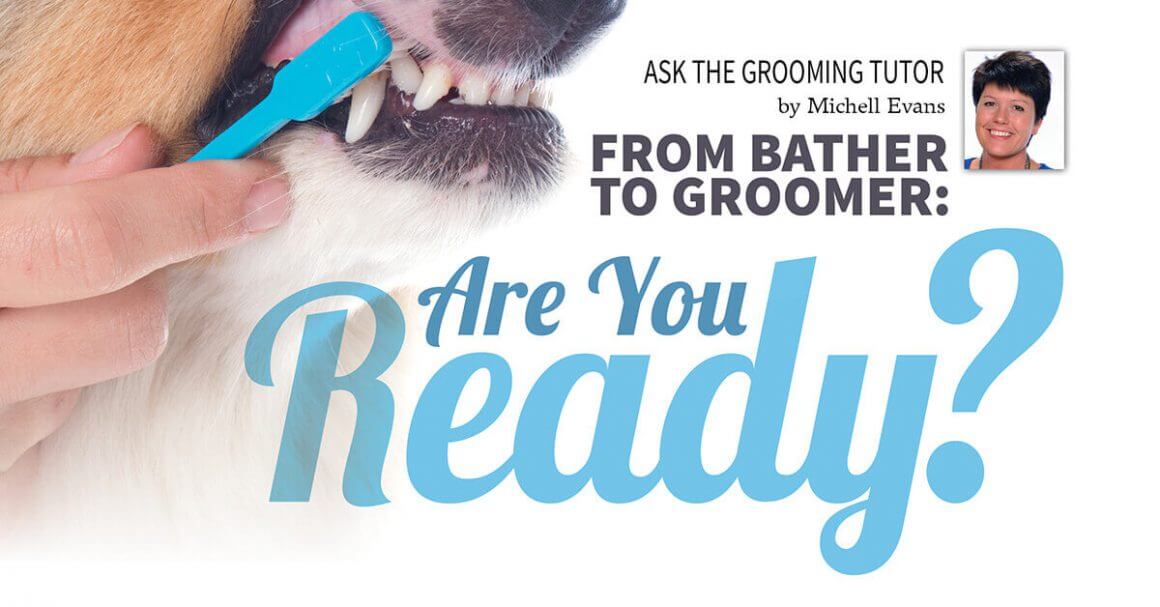 From Bather to Groomer: Are You Ready?