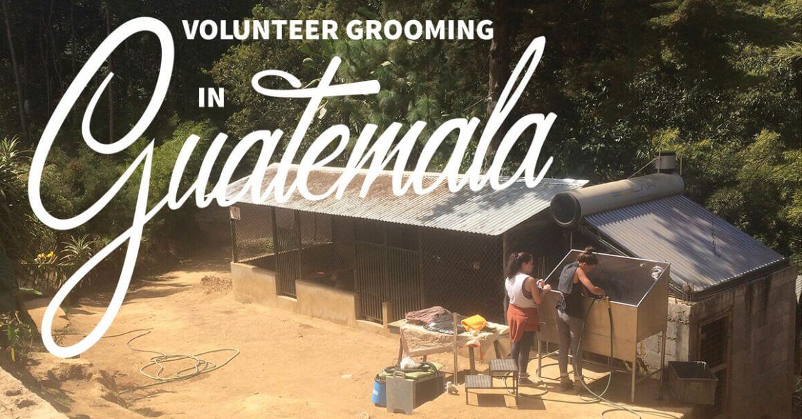 Volunteer Grooming in Guatemala