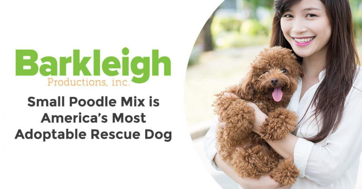 Small Poodle Mix is America’s Most Adoptable Rescue Dog