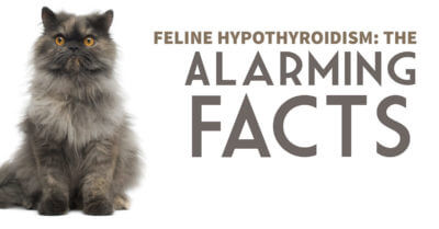 Feline Hypothyroidism: The Alarming Facts