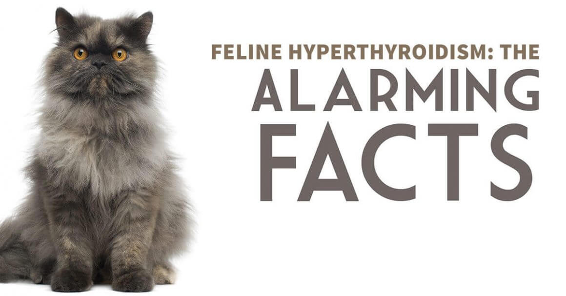 Feline Hyperthyroidism: The Alarming Facts