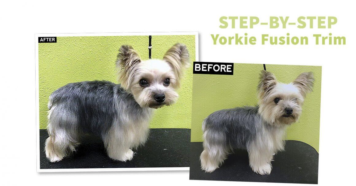 Step-By-Step Yorkie Fusion Trim