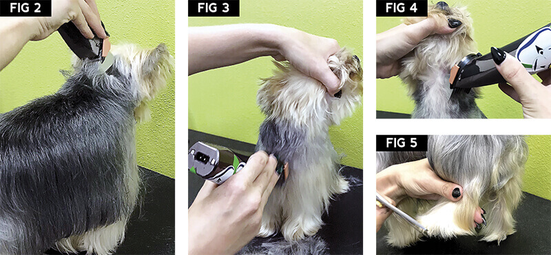 grooming a yorkie with clippers