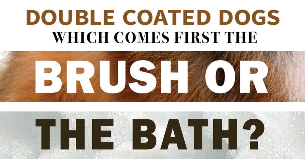 Double Coated Dogs Which Comes First the Brush or the Bath?