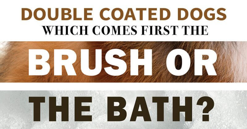 Double Coated Dogs: Which Comes First the Brush or the Bath?