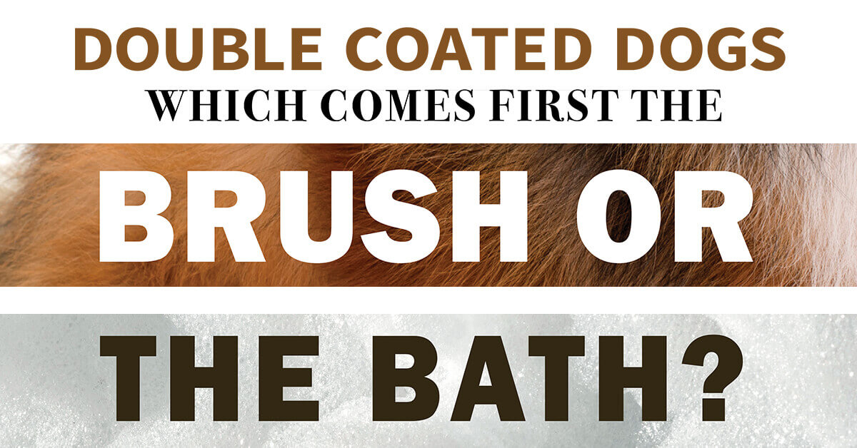 should you bathe your dog before or after grooming