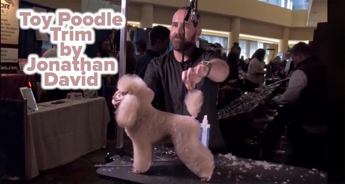 Toy Poodle Trim by Jonathan David